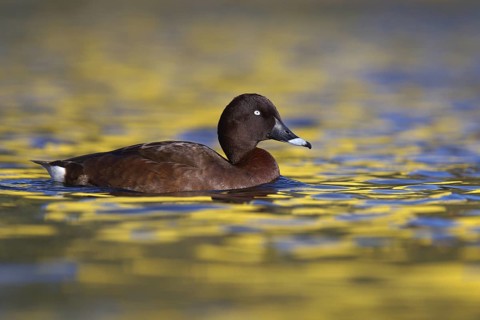Hardhead (Aythya australis), Australia