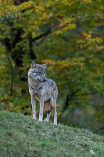 One eurasian gray wolf (Canis lupus lupus) standing on a hill on green grass with a forest in fall