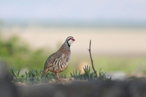 Red-legged Partridge (Alectoris rufa), Spain