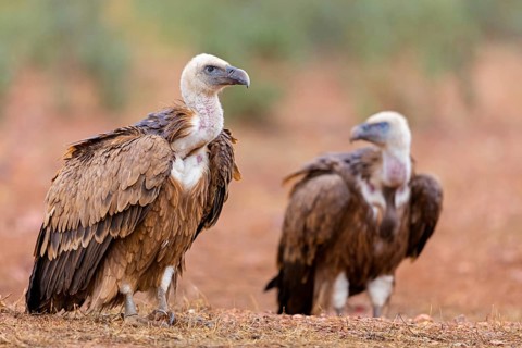 Griffon vulture, (Gyps fulvus), animals, birds, vultures, alworld vulture, hawk family, pair,