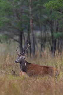 The rut is also a strenuous time for younger red deer (Cervus elaphus), rutting season, marshland,