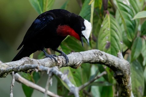 White-capped Tanager (Sericossypha albocristata) perched on a branch in the Andes Mountains of