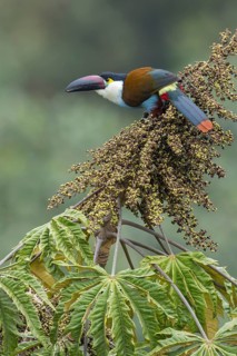 Black-billed Mountain Toucan (Andigena nigrirostris) perched on a branch in Colombia, South America