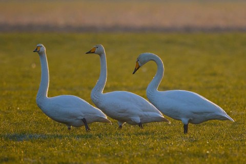 Whooper Swan (Cygnus cygnus) group, North Rhine-Westphalia, Germany