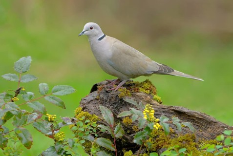 Eurasian Collared Dove (Streptopelia decaocto), British Columbia, Canada
