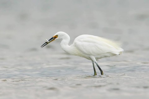 Little Egret (Egretta garzetta) with fish prey, Victoria, Australia