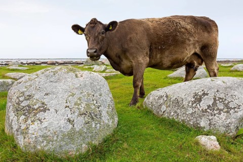 Brown domestic cattle, cow, (Bos primigenius taurus), animals, mammals, bovine, cattle, Ottenby,