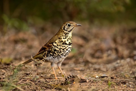 Long-tailed Thrush (Zoothera dixoni) perched on the ground, Yunnan, China