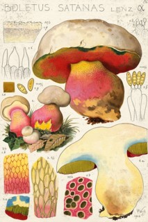 Mushroom, Mushrooms, Satan's bolete, Rubroboletus satanas, Syn. Boletus satanas, authentic