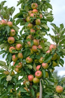 Columnar apple (Malus domestica 'Rhapsodie'),  Germany