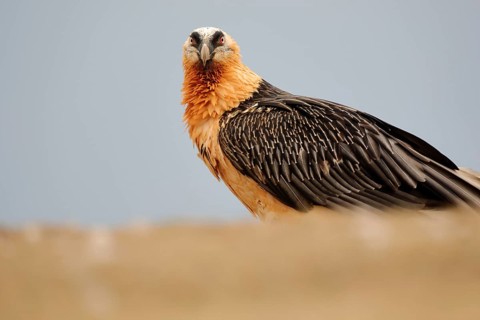 Close-up of a bearded vulture showcasing its striking adult plumage. Captured in the Pyrenees, this