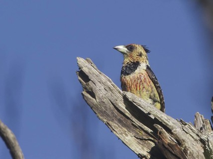 Crested Barbet (Trachyphonus vaillantii), Natal, South Africa