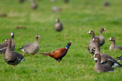 Ring-necked Pheasant & Greater White-fronted Goose (Phasianus colchicus & Anser albifrons), North