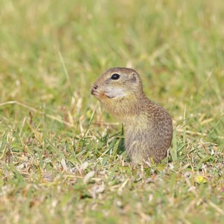 European ground squirrel (Spermophilus citellus) in a meadow, Burgenland Austria