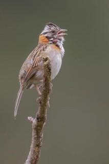 Rufous-collared Sparrow (Zonotrichia capensis) perched on a branch in the Atlantic rainforest of