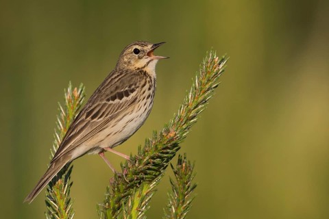 Tree Pipit - Baumpieper - Anthus trivialis ssp. trivialis, Russia
