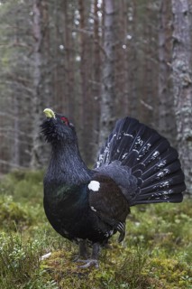 Western Capercaillie (Tetrao urogallus) male, Scotland, United Kingdom