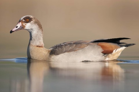 Egyptian Goose (Alopochen aegyptiaca), Thuringia, Germany