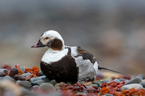 Ferruginous Duck, (Clangula hyemalis), animals, birds, ducks, duck birds, Varanger, Finnmark,