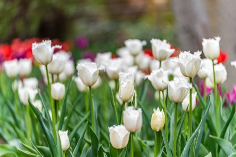 A close-up view of white fringed tulips, highlighted by occasional splashes of red and pink
