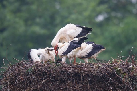 White Stork (Ciconia ciconia) feeding young in nest, North Rhine-Westphalia, Germany