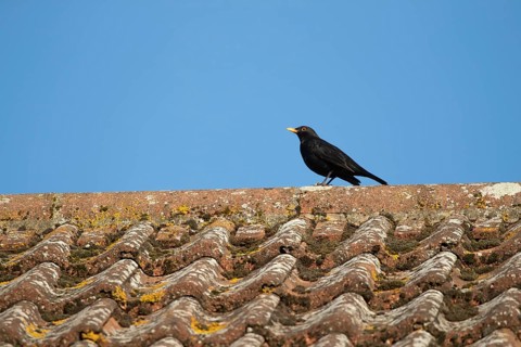 European blackbird (Turdus merula) adult male garden bird on an urban house roof, Suffolk, England,
