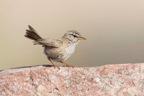 Streaked Scrub Warbler (Scotocerca inquieta), Eilat, Israel