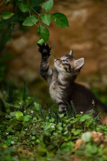 A playful kitten reaches up with its paw toward a hanging leaf in a lush green outdoor environment,