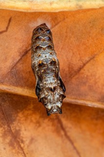 Die Puppe des Silberfleck Perlmuttfalter (Boloria euphrosyne)