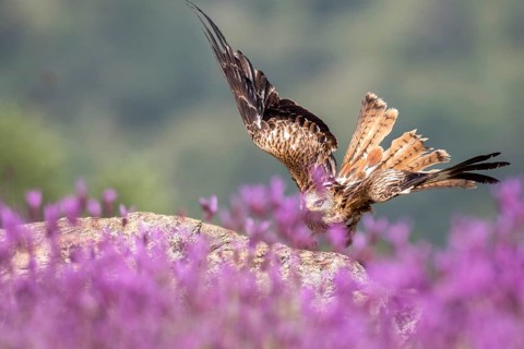 Red Kite (Milvus milvus), Madrid, Spain