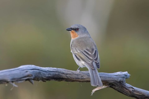 Gilbert's Whistler (Pachycephala inornata) male perched on a branch, Victoria, Australia