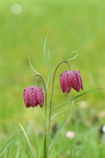 Snake's head fritillary (Fritillaria meleagris), two flowers in a meadow, inflorescence, early