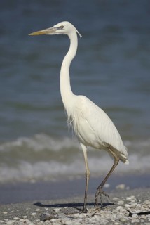Great Egret (Ardea alba), Florida, USA