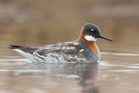 Red-necked Phalarope (Phalaropus lobatus) female, Alaska, USA