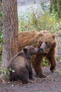 Grizzly Bear (Ursus arctos horribilis) mother with cub, British Columbia, Canada