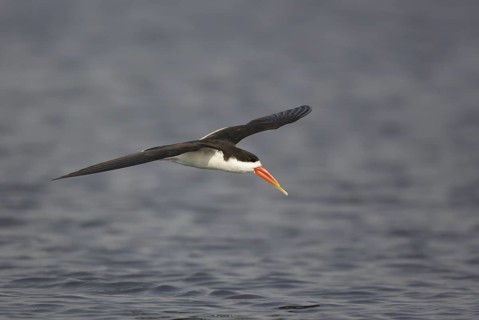 African Skimmer (Rynchops flavirostris) flying, Chobe, Botswana