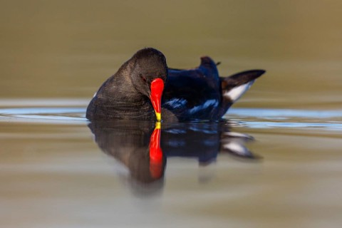 Common Moorhen (Gallinula chloropus), North Rhine-Westphalia, Germany