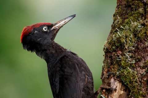 Black woodpecker (Dryocopus martius), male on forest, Castile and Leon, Spain