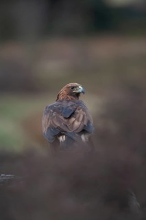 Golden eagle (Aquila chrysaetos) adult bird of prey raptor on a moorland, Scotland, United Kingdom