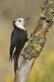 White-headed Woodpecker (Leuconotopicus albolarvatus), Oregon, USA