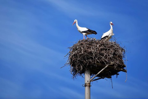 Two storks in a nest against a clear blue sky