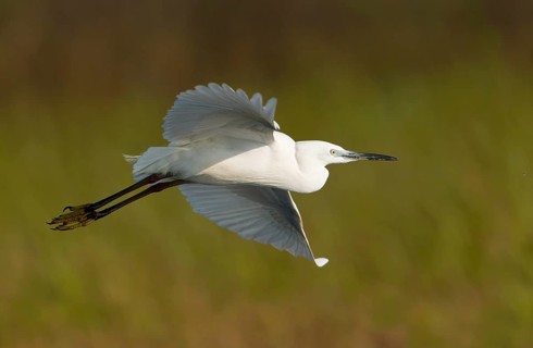 Great Egret (Ardea alba) flying, Bueng Boraphet, Thailand