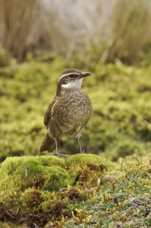 Stout-billed Cinclodes (Cinclodes excelsior), Ecuador