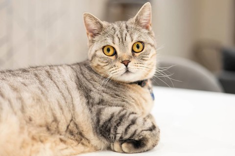 A British Shorthair cat with a gray striped coat and striking golden eyes, wearing a blue collar,