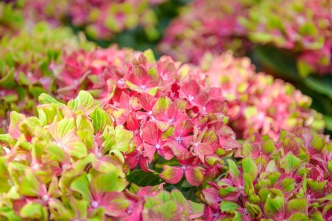 Garden hydrangea (Hydrangea macrophylla SAXON ® SCHLOSS WACKERBARTH), Germany