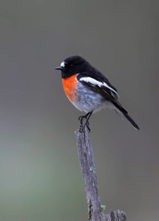 Scarlet Robin (Petroica boodang) male perched on a branch, Victoria, Australia