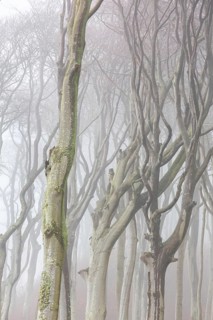 Beech trees in mist, shaped by strong winds, at Ghost Wood, Gespensterwald along the Baltic Sea