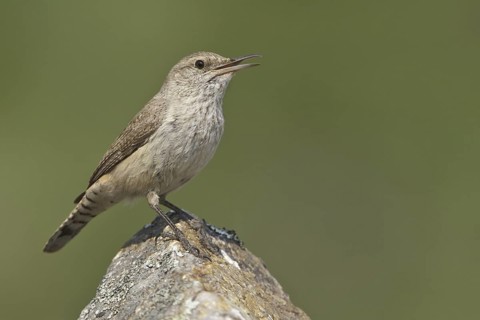 Rock Wren (Salpinctes obsoletus) singing, British Columbia, Canada