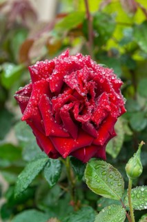 Noble Rose (Rosa SCHWARZE MADONNA), BS Sämann, Germany