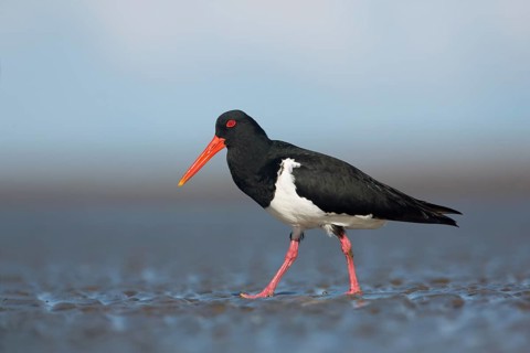 Pied Oystercatcher (Haematopus longirostris), Queensland, Australia